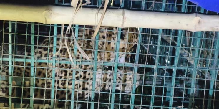 Leopard trapped in a cage