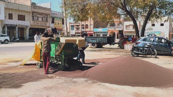 1,394 quintals of mustard reached the grain market, 485 quintals could be lifted