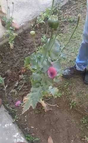 Police again caught opium cultivation