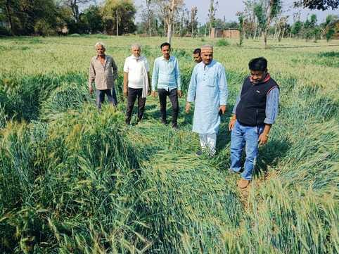 Umaria News Congress took stock of crop damage due to hailstorm demanded compensation for affected farmers