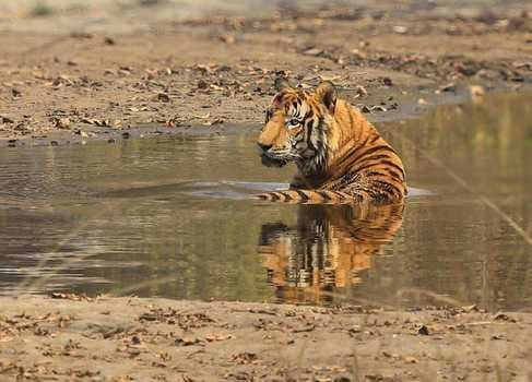Radio collar will keep an eye on  royal movements of tigers , Corbett Tiger Reserve