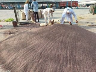 Increased arrivals at the government mustard shop in the city's grain market