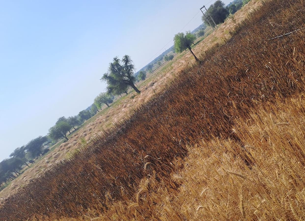 One and a half acre wheat crop burnt to ashes due to fire