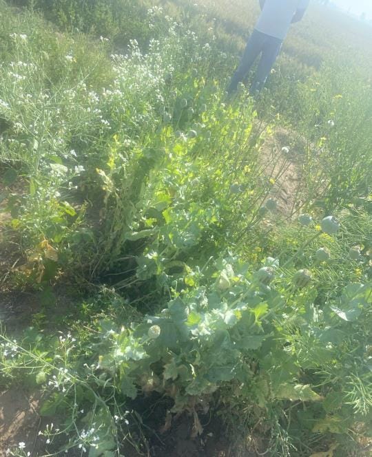 Opium was grown in the garden, police caught the person, 7.230 kg of green plants recovered
