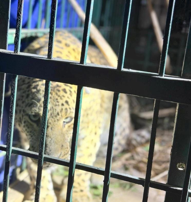 A five-year-old female leopard trapped in a cage was released in the Trans Gerua forest