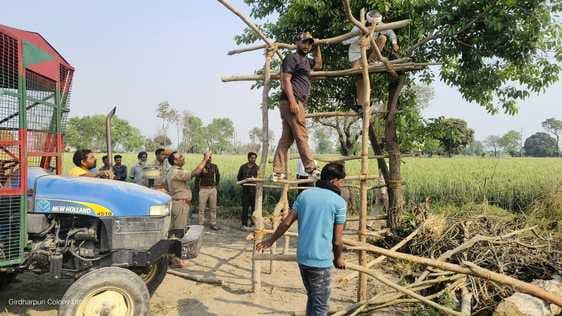 Tiger devoured two animals, villagers fled from the field