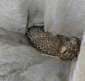 Leopard cub seen in Kailsa, forest department team released it in the forest