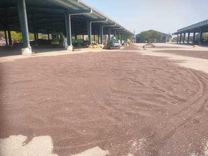 Farmers are reaching the market with mustard, troubled due to non-updating of the portal