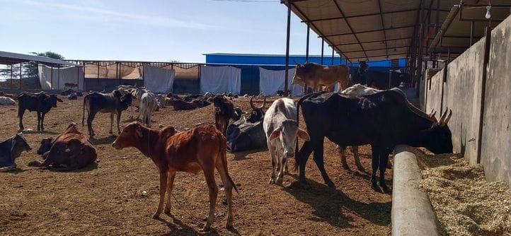 Livestock census completed, 12 lakh chickens increased in the district in five years
