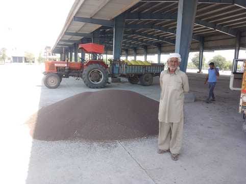 Purchase of 92 quintals of mustard in Narnaul Mandi