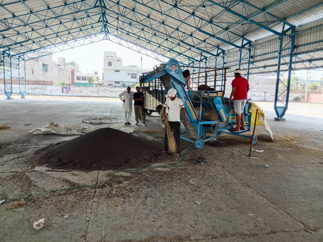 The arrival of mustard increased in the mandis of the district, 1,237 quintals of mustard was purchased in two days