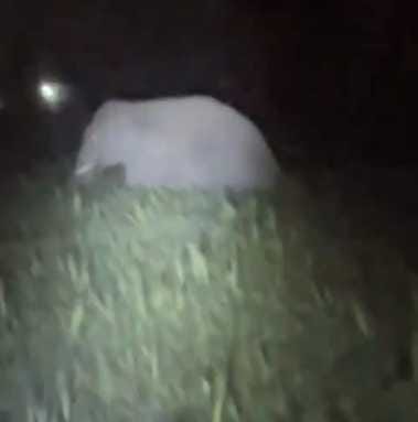 Nepalese elephants again created havoc, destroyed crops