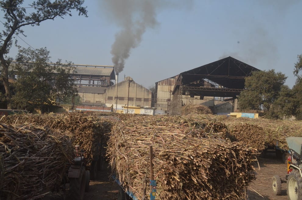 Due to change in weather, the sweetness of sugarcane decreased and sugar became less