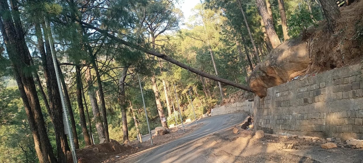 Pine tree on the verge of falling