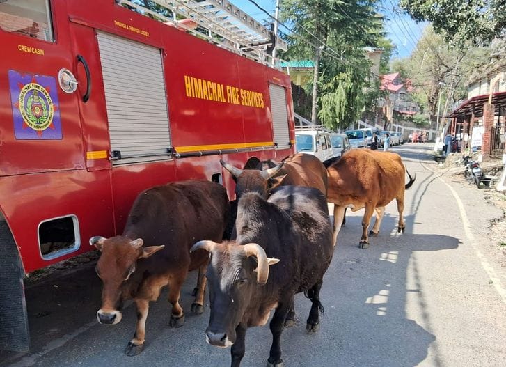 Passersby are terrified as a herd of violent bulls enters the city