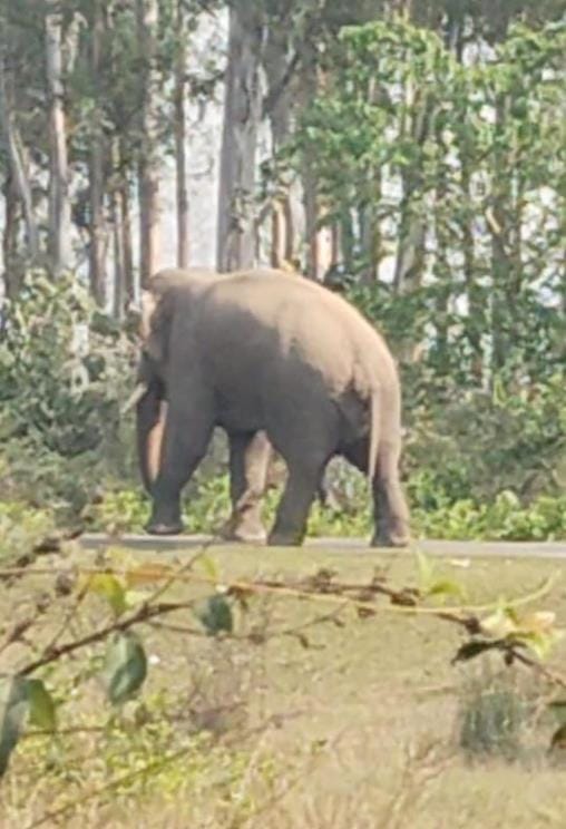 Elephant reached Bhawanipur railway gate, villagers were scared