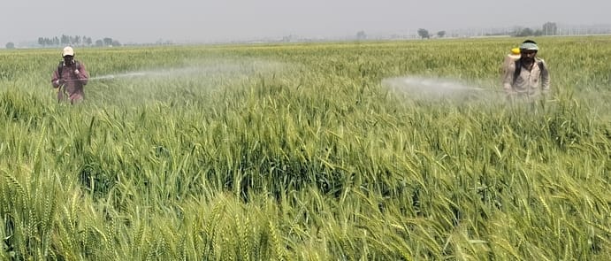 Effect of oil on wheat, production may decrease
