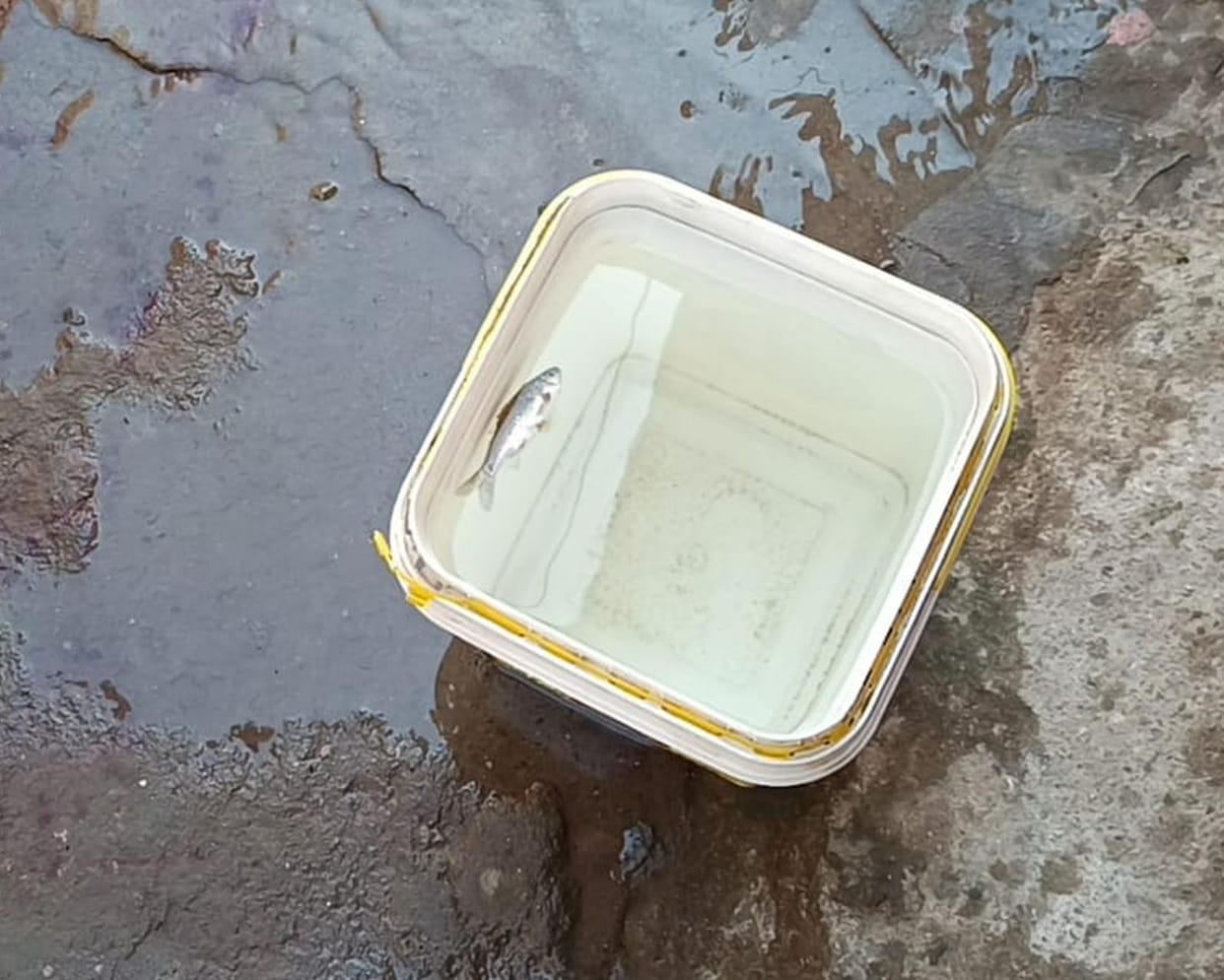 fish dropped from tap