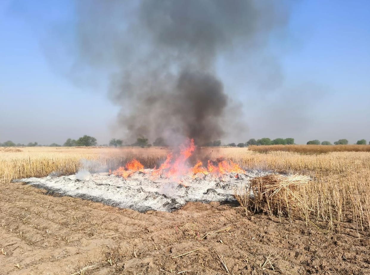 2 acre mustered harvest burnt