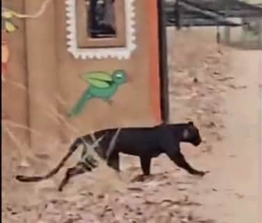 Rare Black Panther showing off in Pench National Park, adventures in tourists