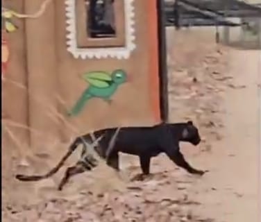 Rare Black Panther showing off in Pench National Park, adventures in tourists