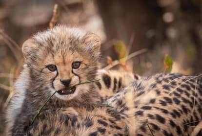 There is increased activity of cubs and leopards in Kuno Sanctuary Union Forest Minister shared pictures