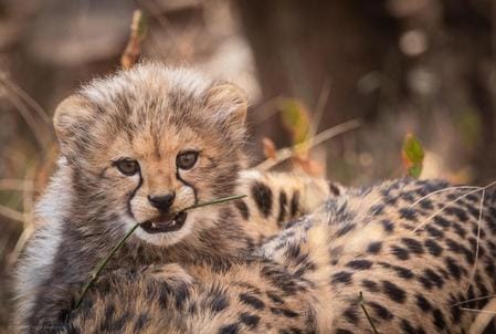 There is increased activity of cubs and leopards in Kuno Sanctuary Union Forest Minister shared pictures