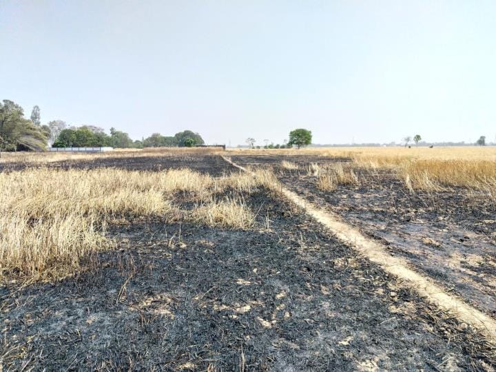 10 bigha wheat crop burnt in Mahuari