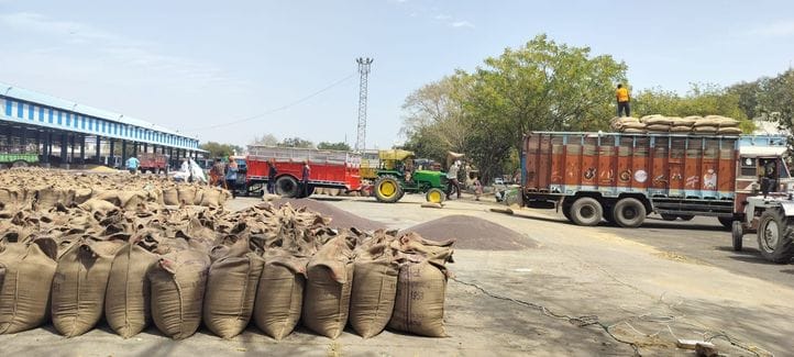 115 quintals of mustard was purchased in the city's grain market