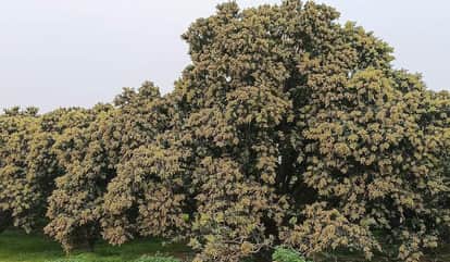 वाराणसी में आम के पेड़ पर लगे बाैर।