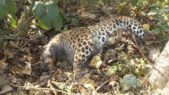 Leopard found dead in bushes