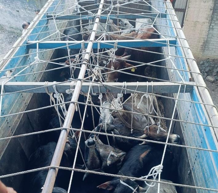 22 cattle being smuggled recovered, one dead