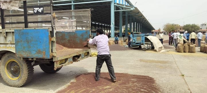 One kilo of mustard is being taken from the heap in the name of sample
