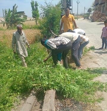 Government departments destroyed the cannabis plants growing on their land