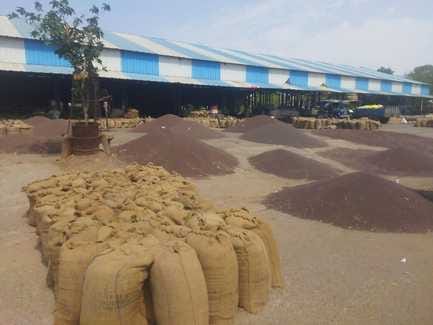 Farmers reached the grain markets with mustard