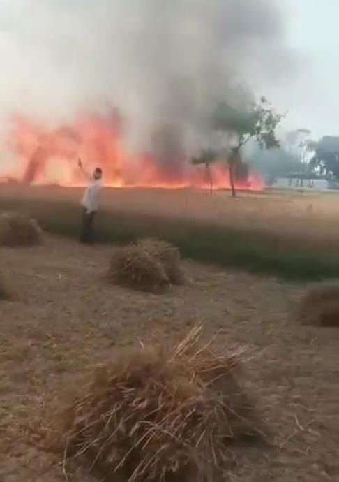 300 acres of wheat crop burnt to ashes due to fire