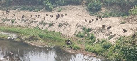 After a long time, a flock of extinct vultures was seen on the banks of the Chandan river