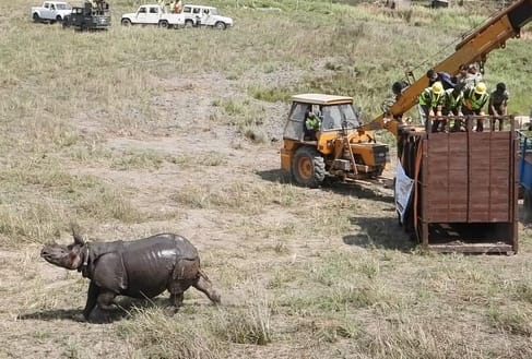 Rhinos are being monitored using high scientific technology