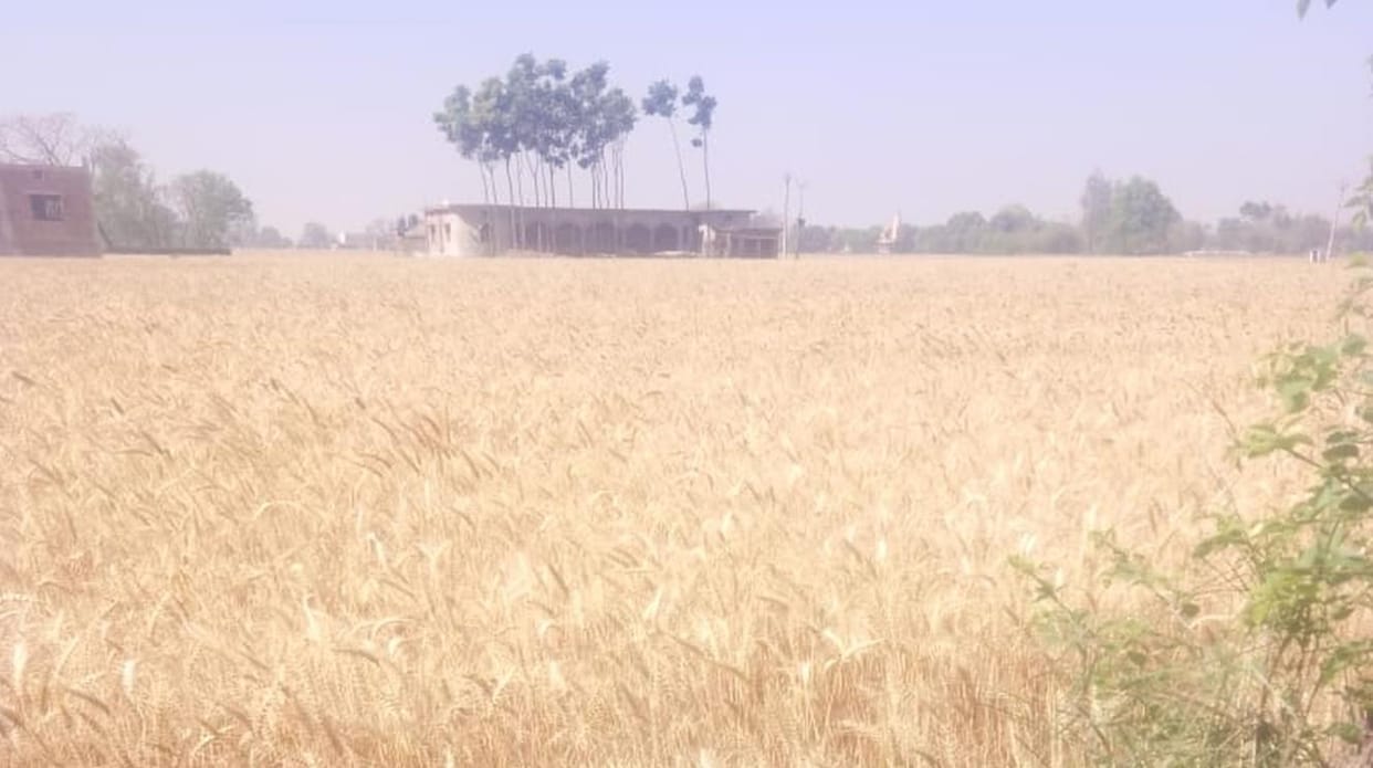 Rapti river erosion is wreaking havoc on Tayyabpur village