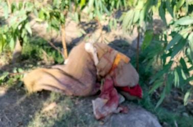 Woman murdered, body thrown in a sack