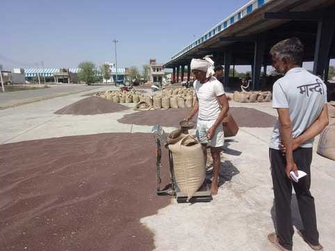Wheat procurement will start from April 1, mustard arrival will pick up pace from today