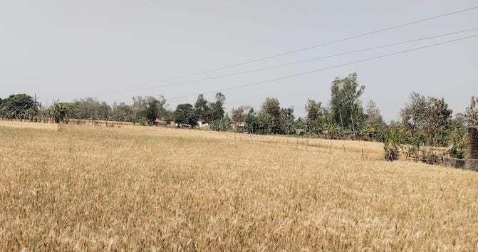Crop is ready, electric wires are hanging as a danger