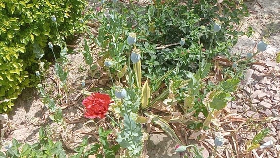 The gardener had brought opium seeds from Delhi