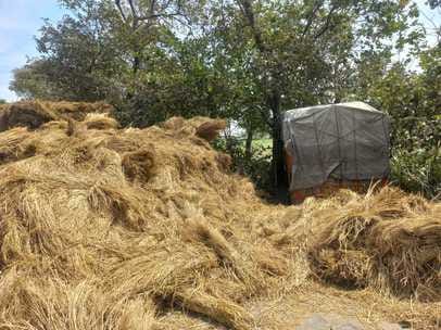Vehicles collided after a pile of straw fell on the road