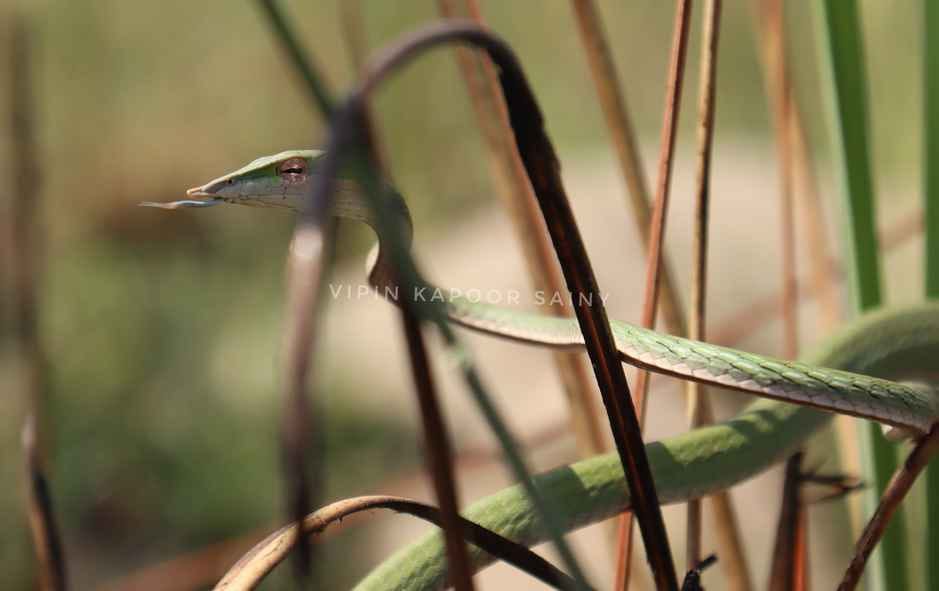Rare species of vine snake seen in Dudhwa