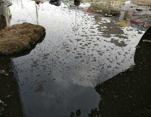 55 cases of malaria found in eight years