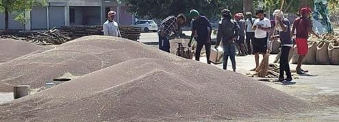 Mustard lifting continues in Chara Mandi, arrival will increase from today