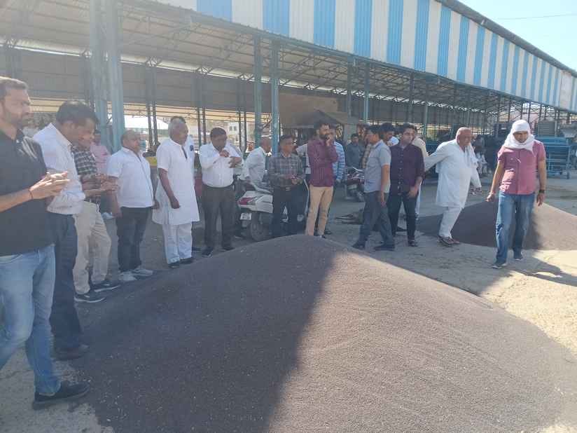 Arrival increased, private traders bought mustard at Rs 300 less than MSP price