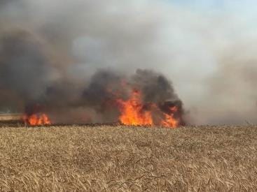 10 bigha wheat crop burnt to ashes due to spark from electric wires