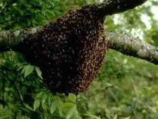 Chhindwara News: 10 people injured in bee attack in Dhola village